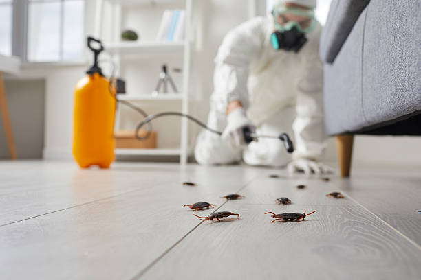 Commercial Kitchen Cockroach Control in Lake Los Angeles